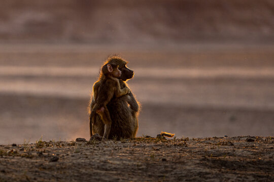 View of golden light caresses a baboon and its young on the arid landscape, their silhouettes softly outlined against the pale horizon, Kakumbi, South Luangwa National Park, Zambia.