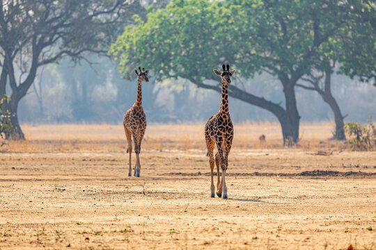 View of two giraffes standing tall on the dry, sun-baked earth under the hazy sky and green trees, their patterns stark against the muted landscape, Kakumbi, South Luangwa National Park, Zambia.