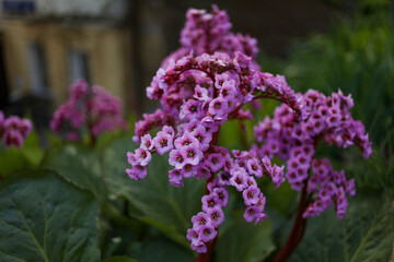 Bergenia in the spring garden