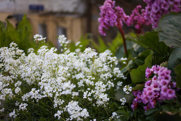 Bergenia and arabis in the spring garden