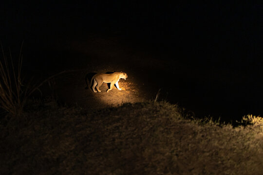 View of a majestic lioness illuminated by a spotlight, prowling through the shadowy African wilderness at night, Kakumbi, South Luangwa National Park, Zambia.