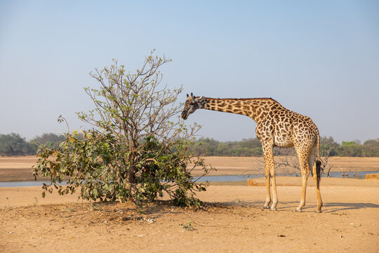 View of a giraffe gracefully reaching for the leaves of a small tree, its patterned coat a striking contrast against the arid landscape, Kakumbi, South Luangwa National Park, Zambia.