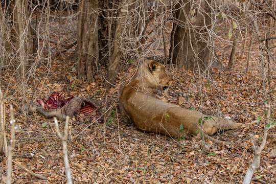 View of a majestic lion rests beside its kill, blood staining the dry earth amidst the stark, leafless trees, a scene of raw nature, Kakumbi, South Luangwa National Park, Zambia.