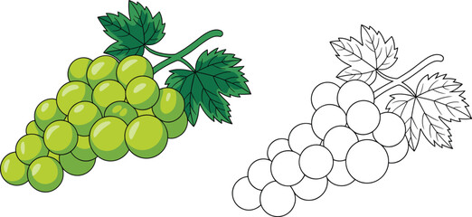 Grapes illustration, fruit bunch drawing, vineyard artwork, green grapes, botanical design, healthy food, coloring page, lifestyle art, vector, education