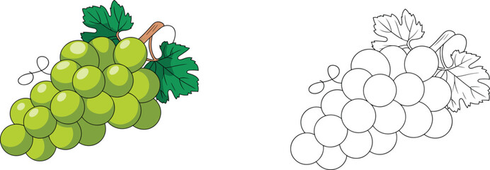 Grapes illustration, fruit bunch drawing, vineyard artwork, green grapes, botanical design, healthy food, coloring page, lifestyle art, vector, education