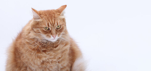Fluffy ginger cat isolated on white background, close-up portrait of a beautiful red-haired domestic cat, concept of pets, coziness, calm mood, and home comfort, studio animal photo.