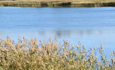 This is a simple landscape in sunny day in early autumn. You can see reeds and water in the picture.