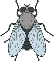 Housefly illustration, Musca domestica drawing, insect anatomy diagram, entomology study, scientific biology artwork, detailed insect design, educational pest diagram, nature, science, vector