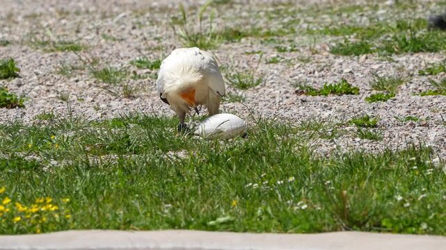 close-up of an Egyptian Vulture (Neophron percnopterus, Alimoche Com&uacute;n) feeding