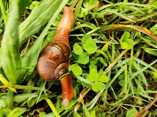 snail on a leaf