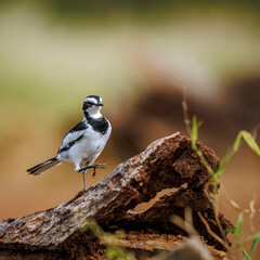 African Pied Wagtail walking on a log isolated in natural background in Greater Kruger National park, South Africa ; Specie Motacilla aguimp family of Motacillidae