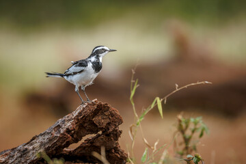 African Pied Wagtail standing on a log isolated in natural background in Greater Kruger National park, South Africa ; Specie Motacilla aguimp family of Motacillidae
