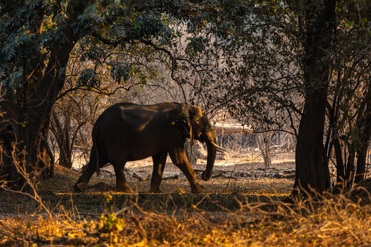 View of an elephant moving through the dry, golden bushland framed by the dark silhouettes of trees at sunset, Mana Pools, Mashonaland West Province, Zimbabwe.