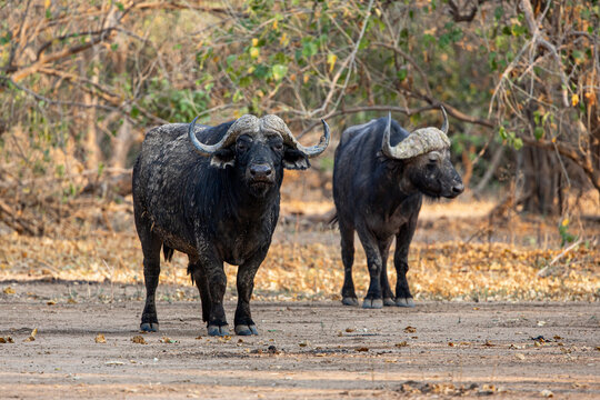 View of two African buffaloes, one caked in mud, stand powerfully on the dry earth under the dappled light of the trees, Mana Pools, Mashonaland West Province, Zimbabwe.