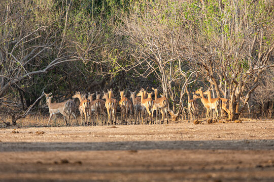 View of a herd of Impala standing alert in the golden light filtering through the sparse trees, contrasting against the arid landscape, Mana Pools, Mashonaland West Province, Zimbabwe.