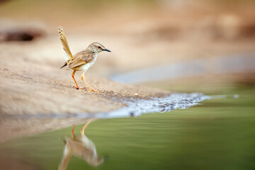 Black chested Prinia standing along waterhole with reflection in Greater Kruger National park, South Africa ; Specie Prinia flavicans family of Cisticolidae