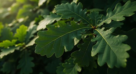 Close Up Bright Green Oak Leaf Natural Outdoor Foliage Scene