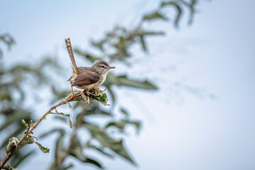 Black chested Prinia standing on a branch tail up in Greater Kruger National park, South Africa ; Specie Prinia flavicans family of Cisticolidae