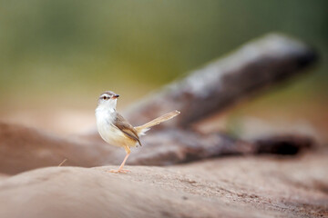 Black chested Prinia tail up in Greater Kruger National park, South Africa ; Specie Prinia flavicans family of Cisticolidae