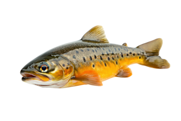 A Brown Trout Fish With Golden Scales And Black Spots Swims isolated on transparent background. PNG die-cut for advertising