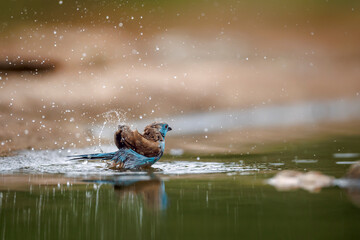 Blue-breasted Cordonbleu bathing in waterhole with reflection in Greater Kruger National park, South Africa ; Specie Uraeginthus angolensis family of Estrildidae