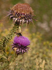 thistle in bloom with asian hornet
