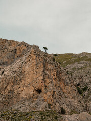 The lonely tree on top of a mountain