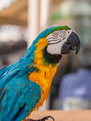 Portrait of a colored blue and yellow macaw ara