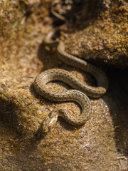 Snake in the sea between rocks