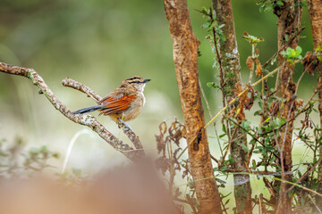Brown-crowned Tchagra staying on a branch with natural background in Greater Kruger National park, South Africa ; Specie Tchagra australis family of Malaconotidae