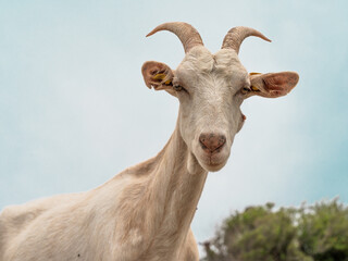 portrait of a goat