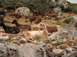 Mountain goat portrait