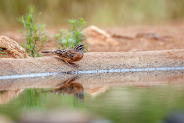 Cinnamon breasted Bunting along waterhole with reflection in Greater Kruger National park, South Africa ; Specie Fringillaria tahapisi family of Emberizidae
