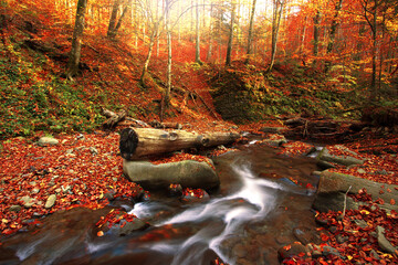 perfect autumn landscape, unbelievable morning in the forest, stream between beech trees and gold leaves, Carpathian mountains, Ukraine, Europe...exclusive - this image is sell only on Adobe stock