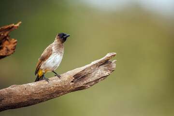 Obraz premium Dark capped Bulbul standing on a branch isolated in natural background in Greater Kruger National park, South Africa ; Specie Pycnonotus tricolor family of Pycnonotidae