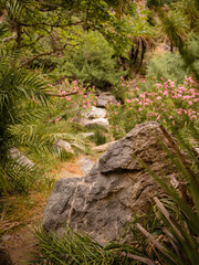Palmtree garden of Preveli Beach
