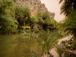 Palmtree garden of Preveli Beach