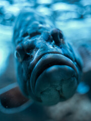 close up of a fish in an aquarium