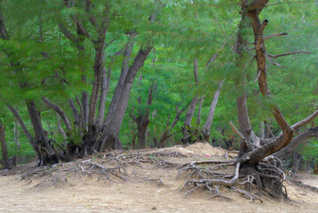 Casuarina trees with exposed roots growing on sandy soil near the coast, showing natural resilience and lush tropical greenery — perfect for eco or seasonal themes.