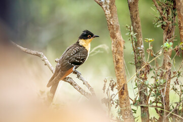 Great Spotted Cuckoo juvenile standing on bush branch side view in Greater Kruger National park, South Africa ; Specie Clamator glandarius family of Cuculidae