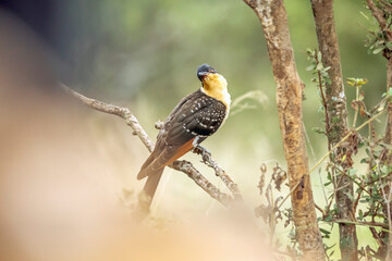 Great Spotted Cuckoo juvenile standing on bush branch side view in Greater Kruger National park, South Africa ; Specie Clamator glandarius family of Cuculidae