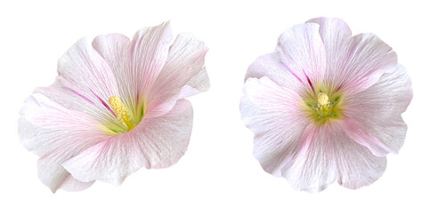 Light Pink Hollyhock Flowers Isolated On White Background. Soft And Delicate Floral Design Symbolizing Grace, Femininity, And Natural Beauty