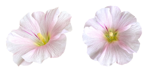 Light Pink Hollyhock Flowers Isolated On White Background. Soft And Delicate Floral Design Symbolizing Grace, Femininity, And Natural Beauty
