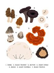 Flat vector illustration of edible mushrooms poster, morel, black trumpet, button mushroom, paddy straw, reishi, giant puffball, black truffle. Botanical educational illustration in minimalist style.