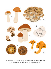 Flat vector illustration of edible mushrooms poster. porcini, maitake, matsutake, king bolete, puffball, shiitake, chanterelle. Botanical educational chart in flat minimalist style.