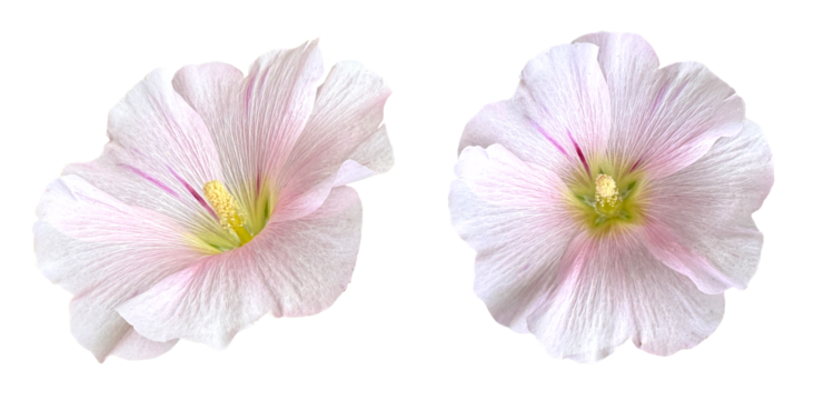 Light Pink Hollyhock Flowers Isolated On White Background. Soft And Delicate Floral Design Symbolizing Grace, Femininity, And Natural Beauty