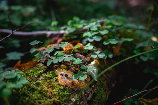 moss on the tree