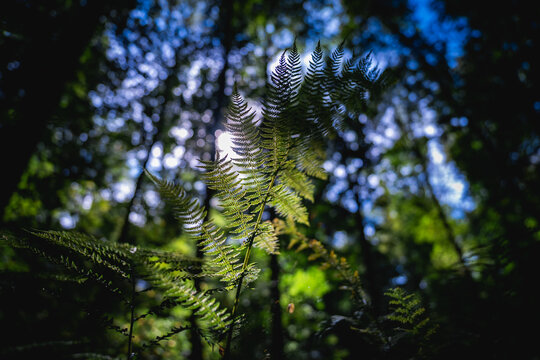 morning fern