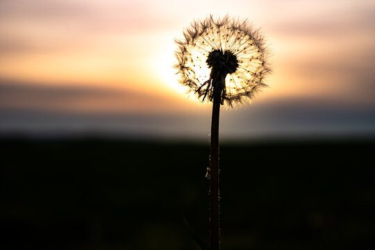 dandelion against sunset