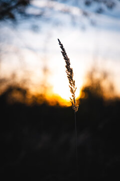 wheat field at sunset